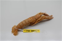 藏品(史氏擬海螯蝦)的圖片